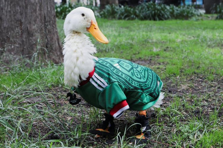 Merlin, the duck donning an 'El Tri' soccer jersey that turns heads across Mexico City
