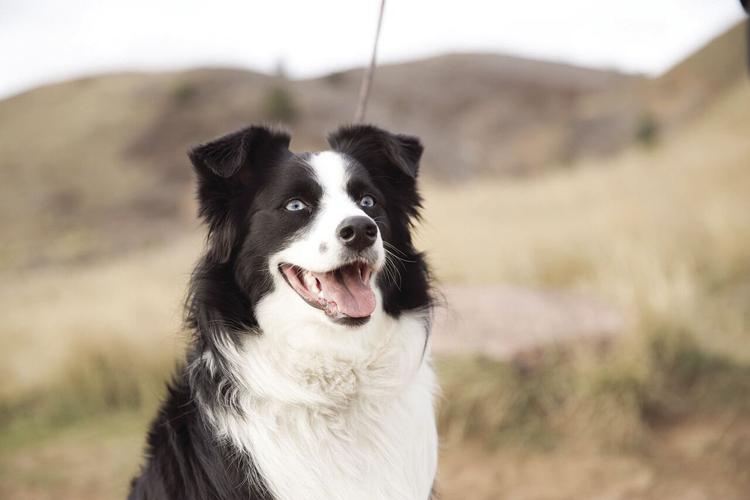 Jade, the dog lost in Yellowstone