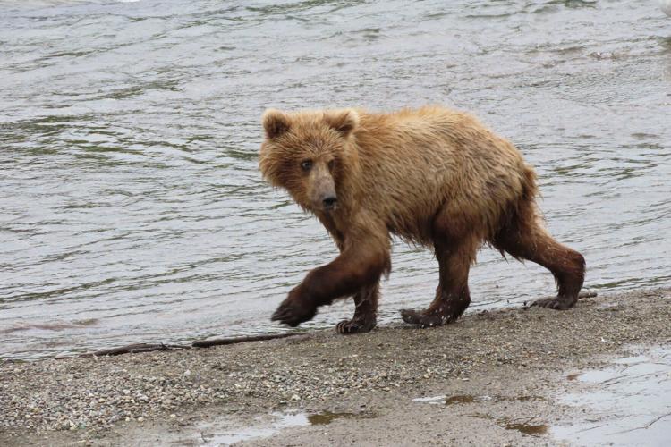 Fat Bear Week