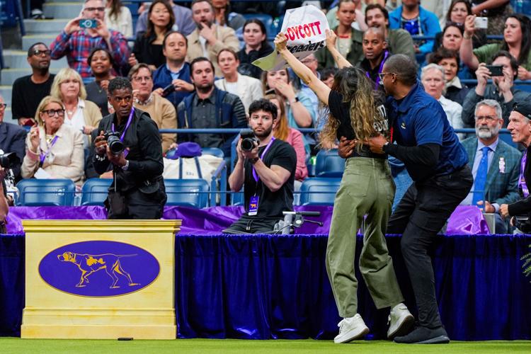 Westminster Dog Show-150th