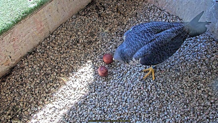 Essity checks on her eggs Monday morning