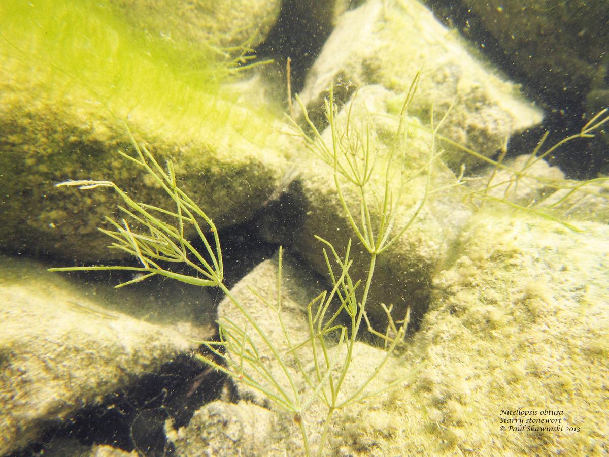 Starry stonewort invasive plant