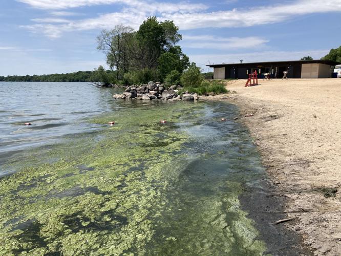 blue-green algae