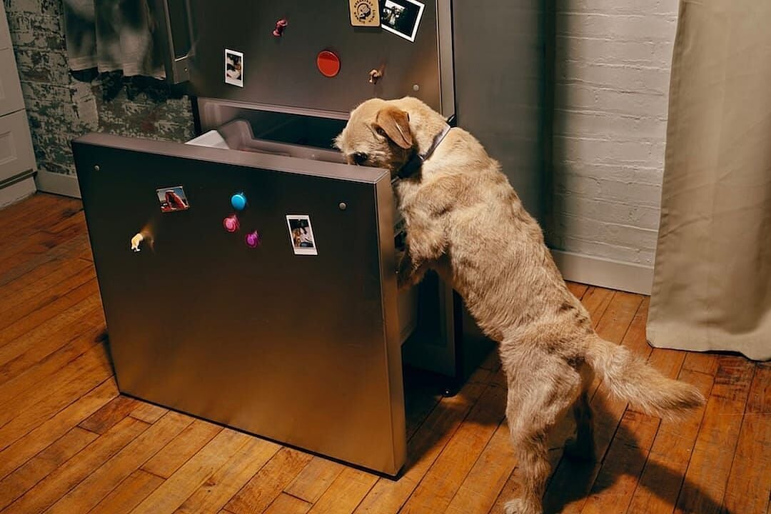 How long does fresh dog food last in the fridge?