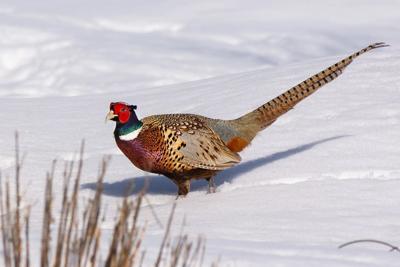 DNR accepting applications for Wild Turkey, Pheasant and Waterfowl Stamp Fund projects