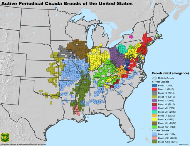 Active Periodical Cicada Broods of the United States
