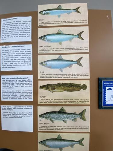 Red Cliff Fish Company