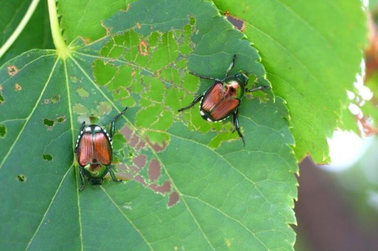 Japanese beetles