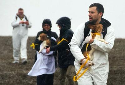 Animal rights activists break into Ridglan Farms, a facility in Blue Mounds, Wisconsin that breeds beagles for medical and scientific research, on Sunday, March 15, 2026.