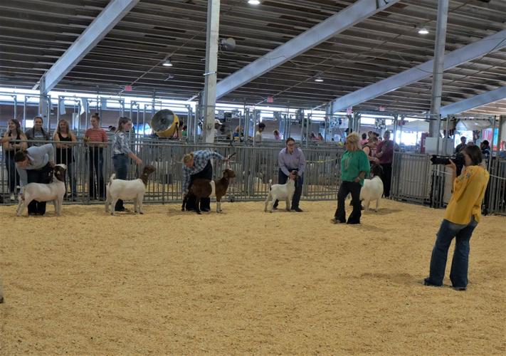 Goat judging in the Sheep and Goat Barn at the Wisconsin State Fair