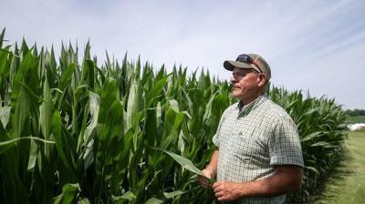 Farmer Pat Mullooly inspects his crops Friday, July 10, 2026, at his farm in Clinton, Wis. For many farmers like Mullooly, today's financial stress feels familiar.