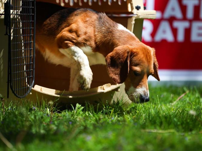 Beagles6