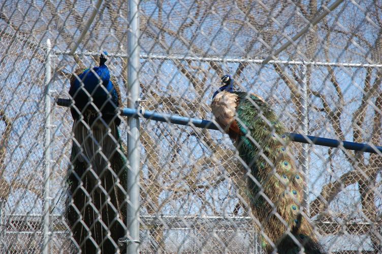 Peacocks, Valley of the Kings