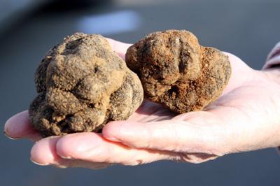 Truffles