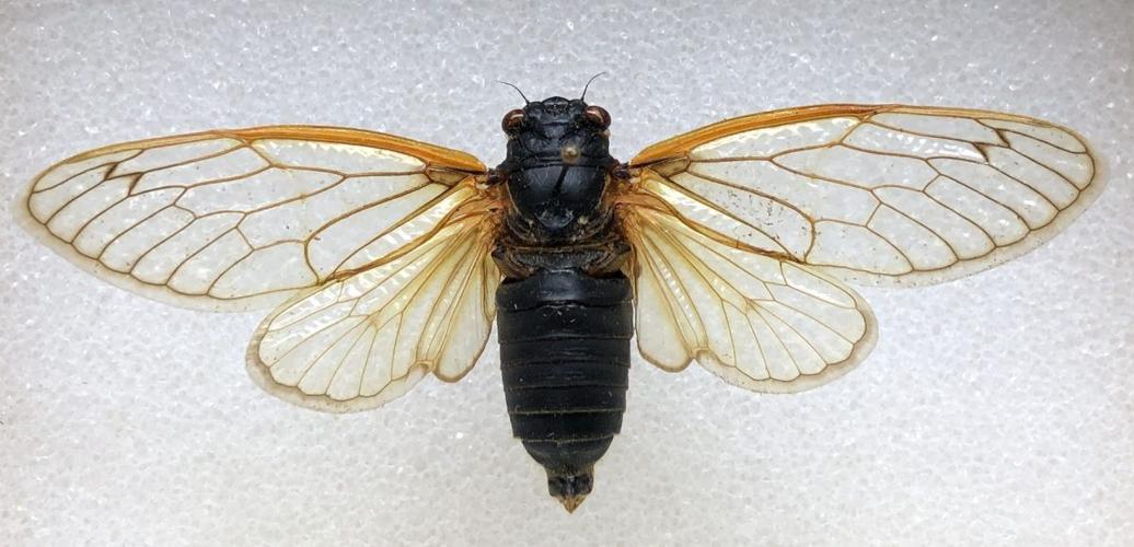 Periodical cicada