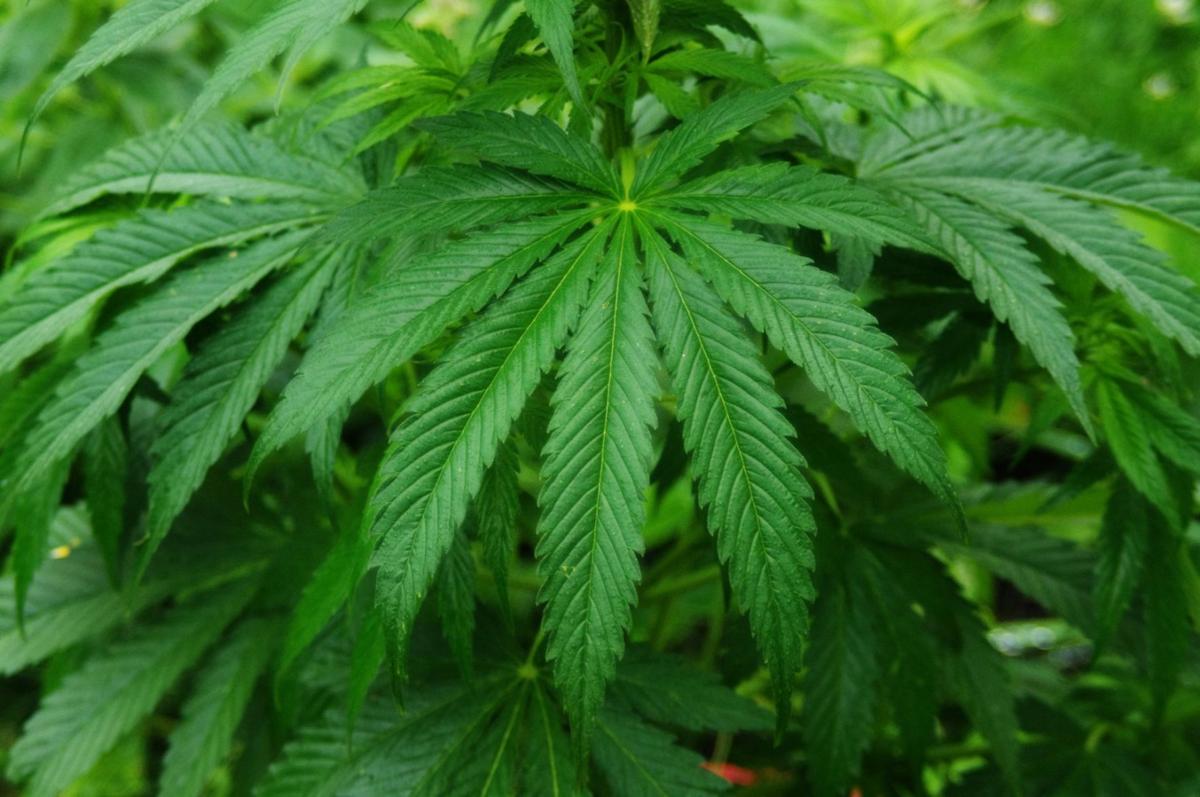 Marijuana free stock photo