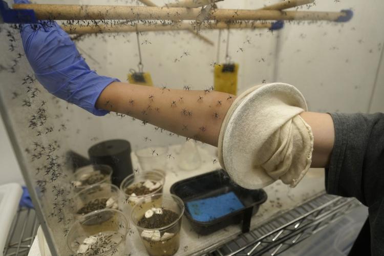 Mosquitoes Health and Climate