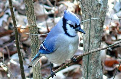 Blue Jay