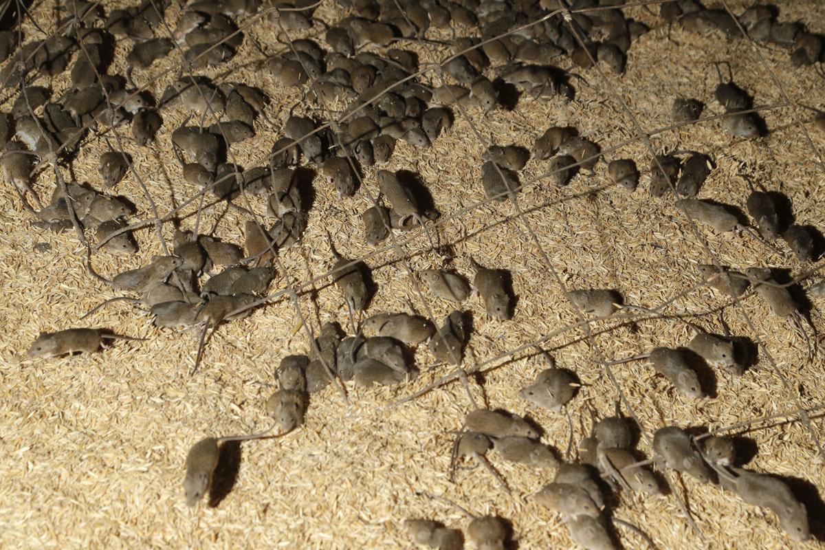 Australia Mice Plague  in 2021