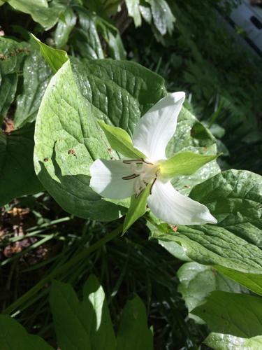 Nodding Trillium at Hackmatack site