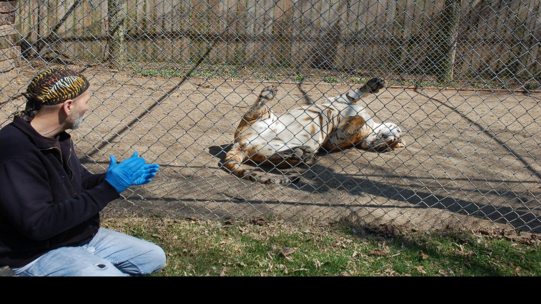 Walworth County Animal Sanctuary Makes Sure The Tiger Is King