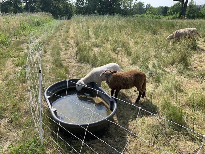 Thirsty goats drink some water during a hot day at Hillmoor