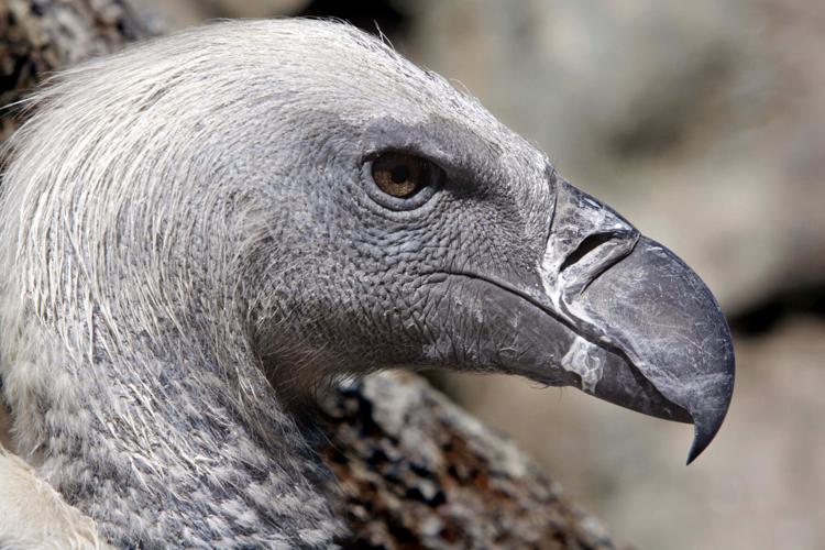 Africa Value of Vultures