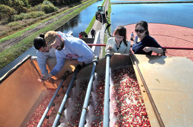 Koreans take in the cranberry