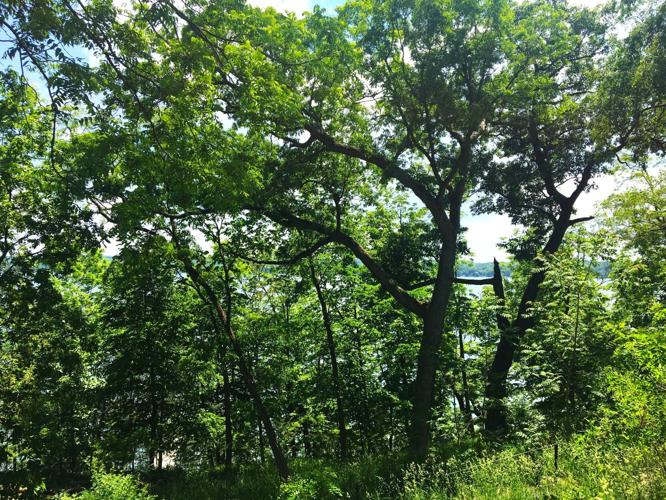 Scenic view of woods and Geneva Lake at Holiday Home Camp, Williams Bay