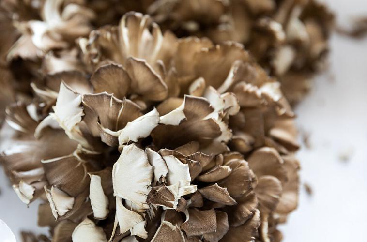 R&R Maitake