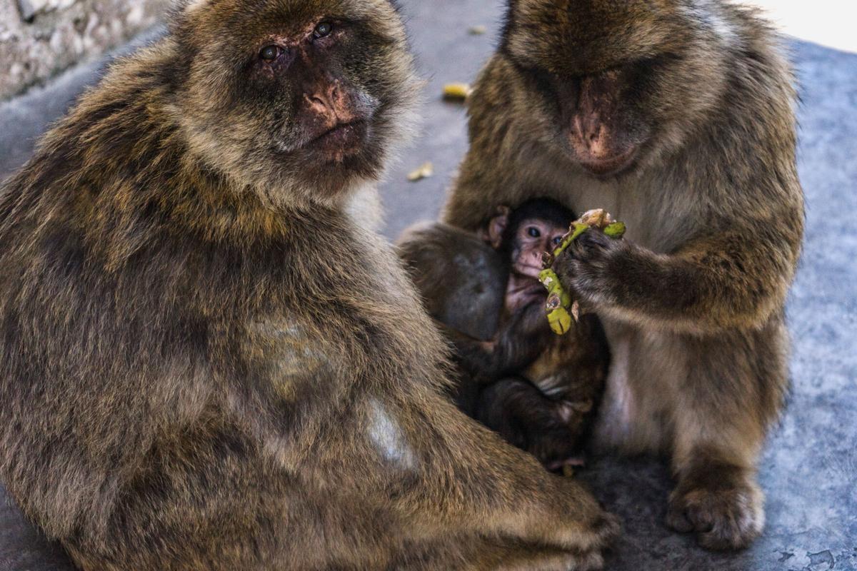 SCIENCE-MONKEYS/
