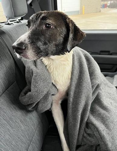 Dog rescue