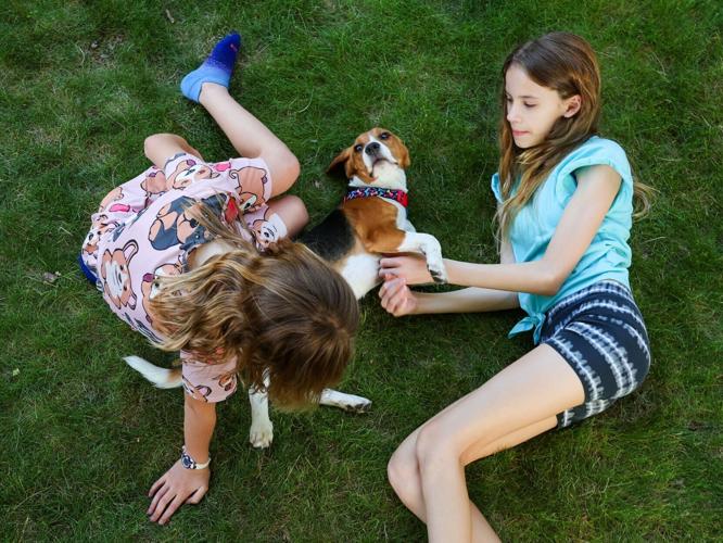 Family adopts Ridglan beagle