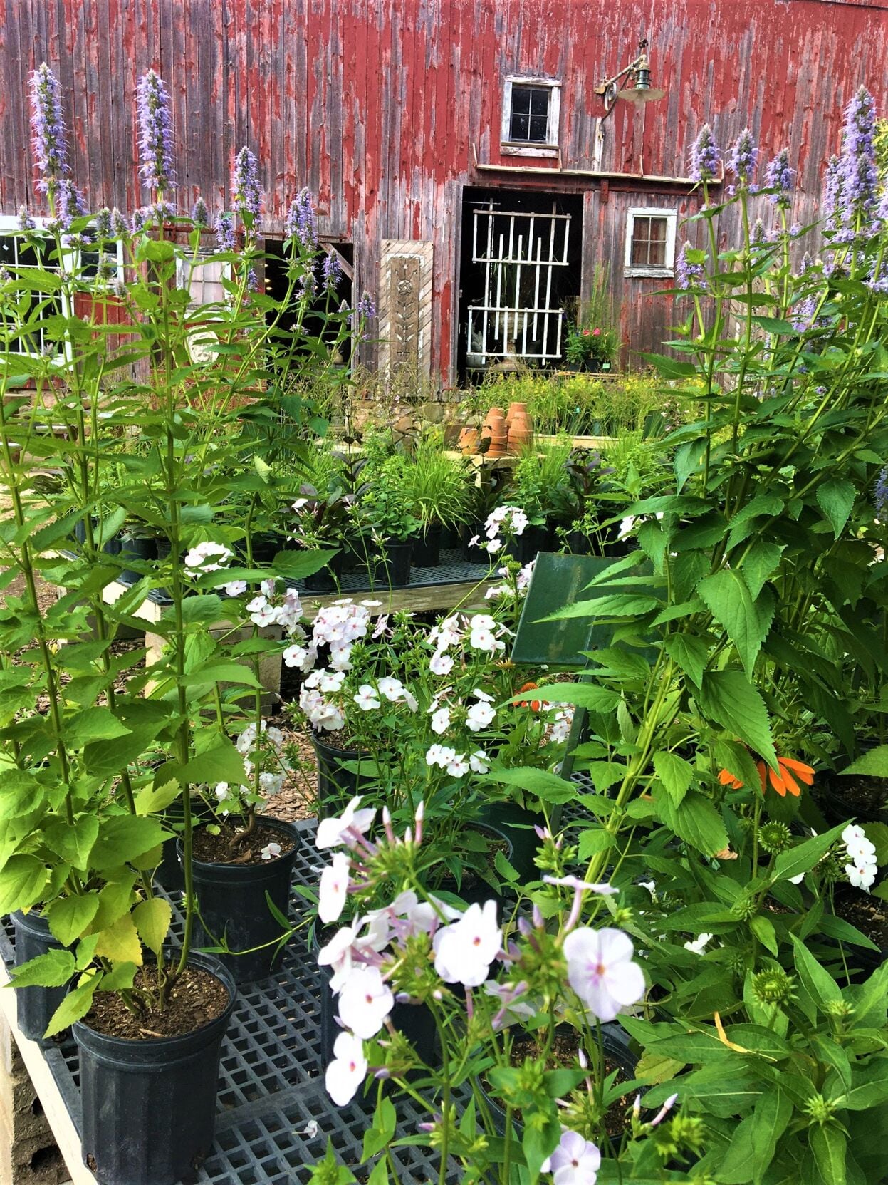 Northwind Perennial Farm plant selection