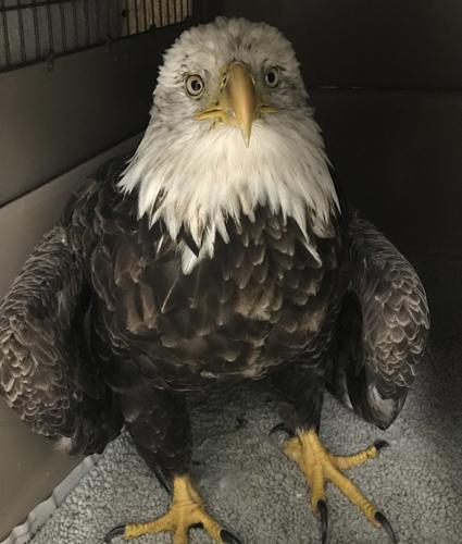Bald eagle, Fellow Mortals Wildlife Hospital