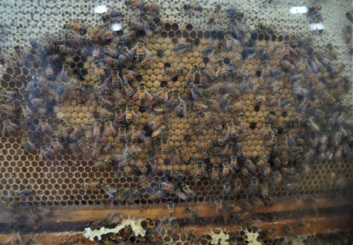 Honeybees on display at the Wisconsin Products Pavilion at the 2022 Wisconsin State Fair