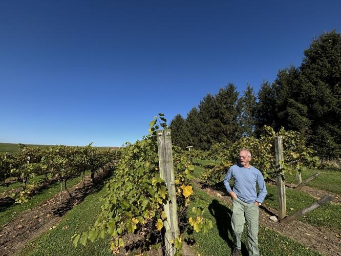 Botham Vineyards 1