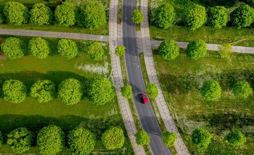Climate Doomed Tree Planting