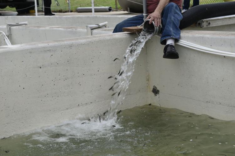 KSFCA receives salmon fingerlings
