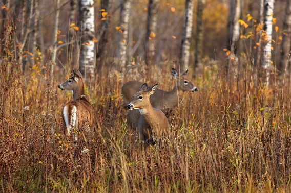Avoid baiting and feeding deer to help slow the spread of chronic wasting disease (CWD)