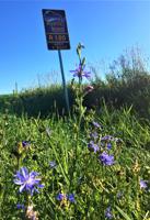Chicory blooms along Rustic Road 120 in the Town of Lafayette