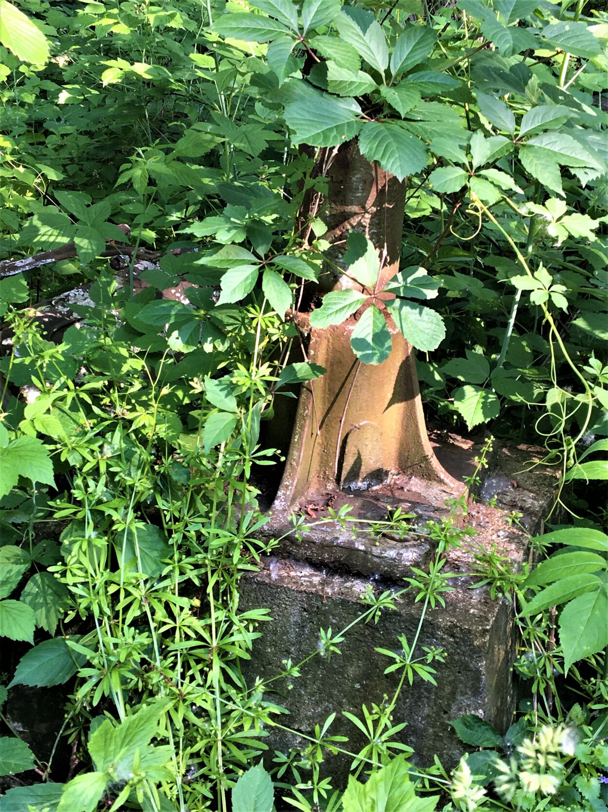 Milwaukee Road signal stand remnants hidden in the brush along the Pelishek-Tiffany Nature Trail