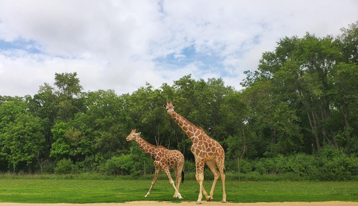 Giraffes at Safari Lake Geneva