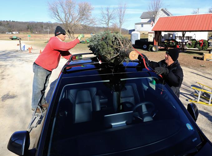 Christmas Trees