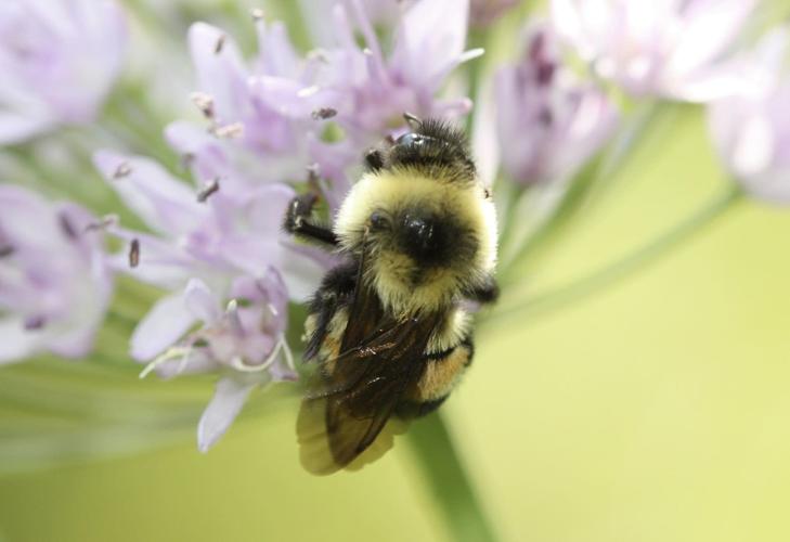 rusty patched bumblebee.jpg
