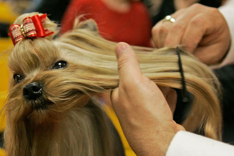 Westminster Dog Show-150th