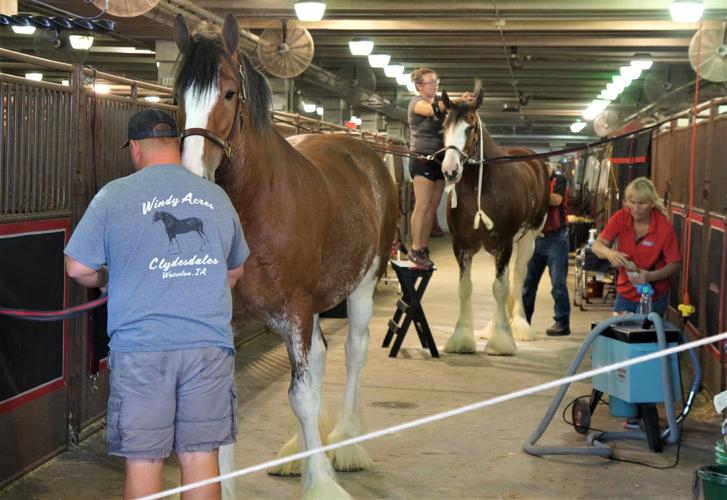 Clydesdale horses getting groomed for show