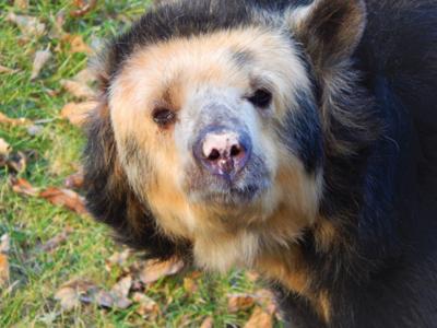 Racine Zoo's Nora