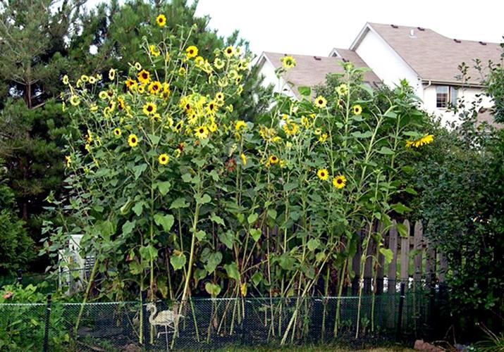 Sunflowers