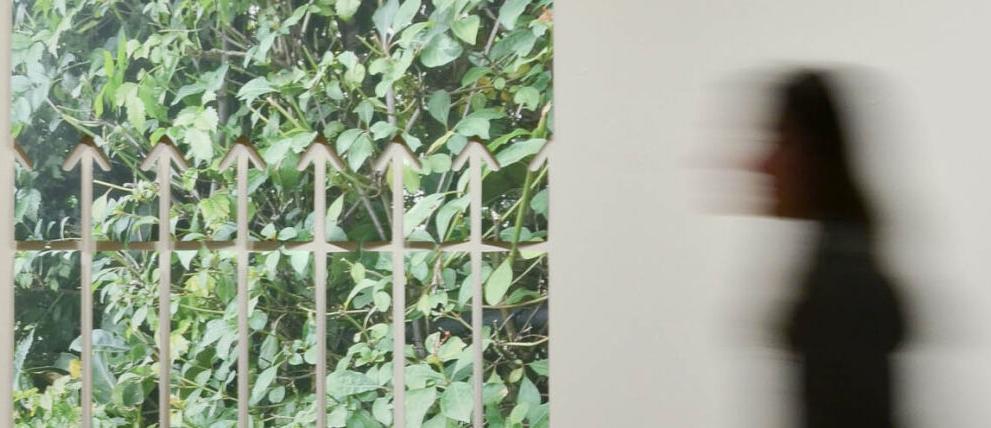Ben Orozco, "Ficus Fence"